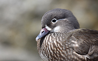 Mandarin Duck (female, Aix galericulata)